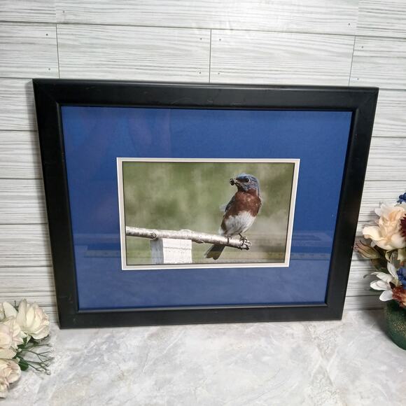 Eastern Male Bluebird, R T Wallen Photography Art Print, Matted & Framed 18x15" - Picture 1 of 9